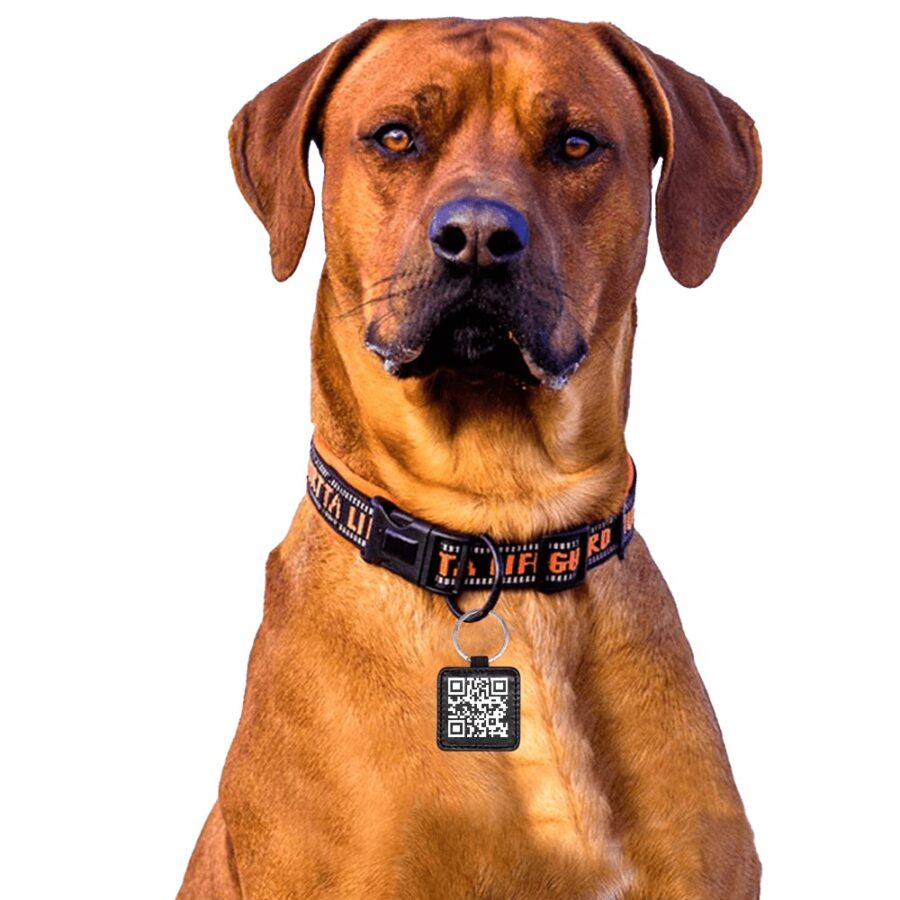 Square Pet ID Tag - Image 4